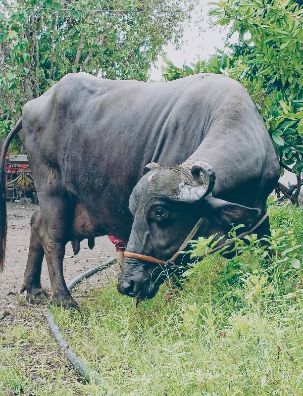 ભેંસ વેચવાની છે