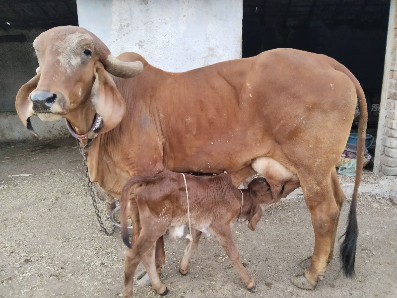 દેશી ગીર ગાય વે...