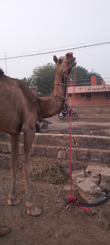 સાંઢીયો વેચવાનો...