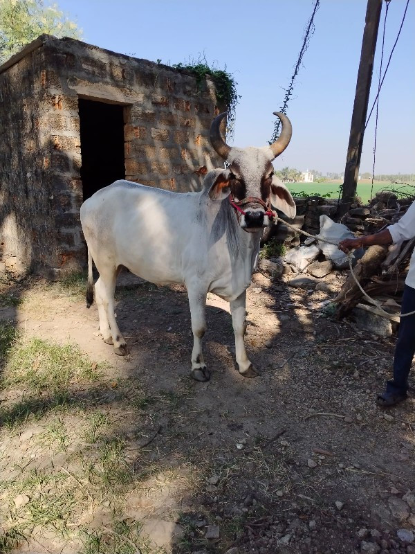 બરધ વેચવા સે