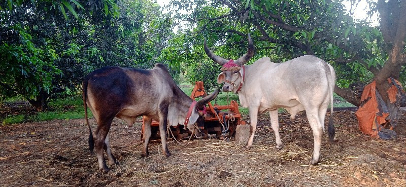 ગેઢલાતનધરનાછેવે...