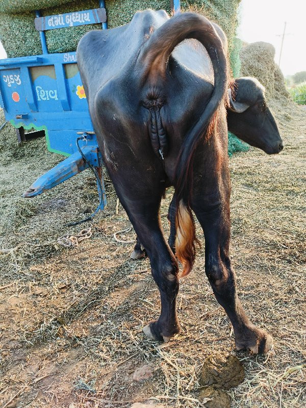 ખડેલું વેચવાનું...