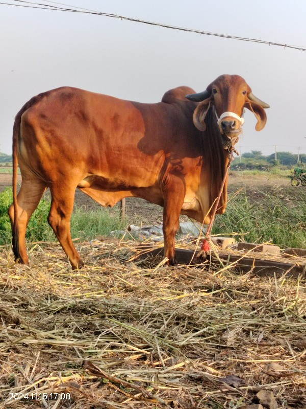 vachdi vechvani...