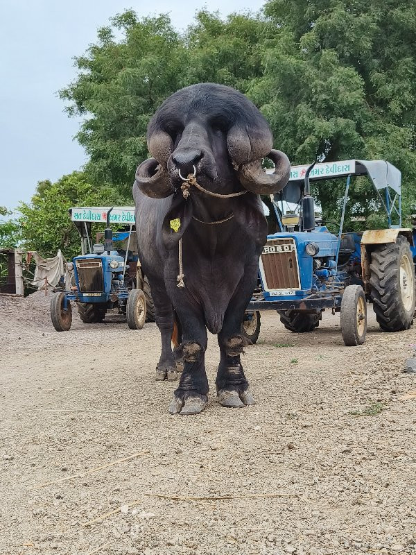 જાફરાબાદી પાડો