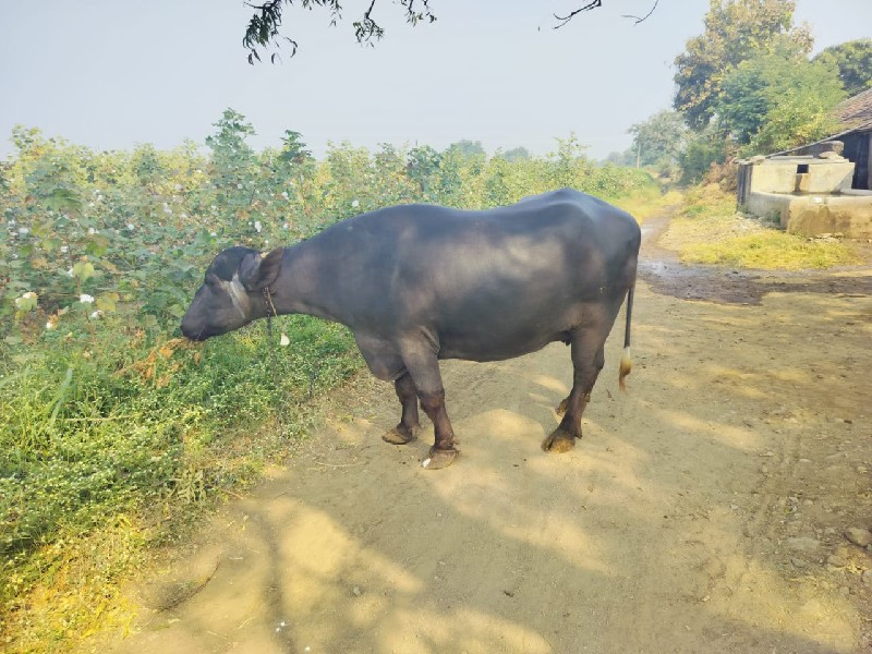 ભેંસ વેચવાની છે