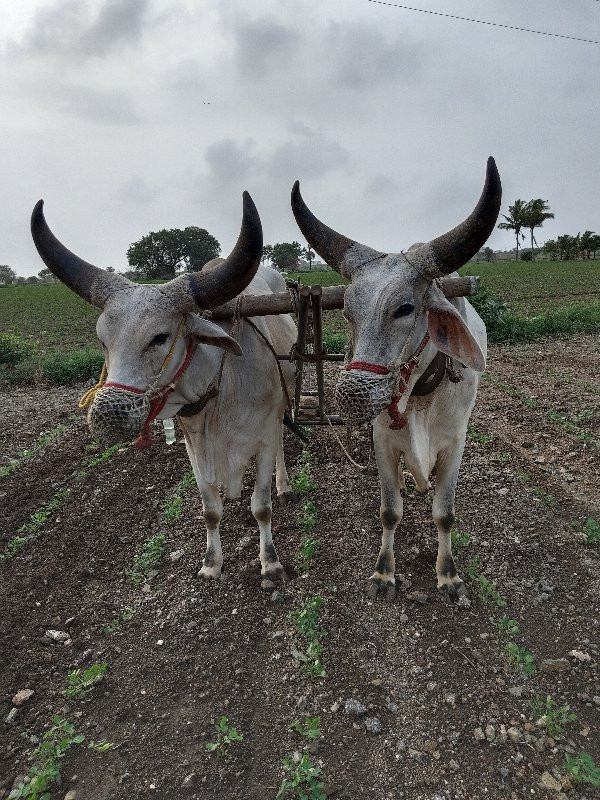 સાવ સોજા બળદ