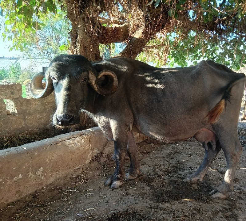 ભેંસ વેચવાની છે