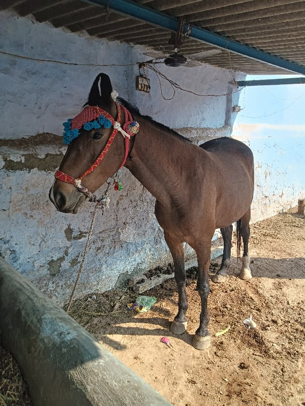 ઘોડી વેચવાની છે