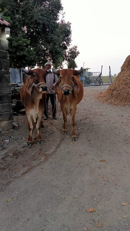 ગોઢલા વેચવાના છ...