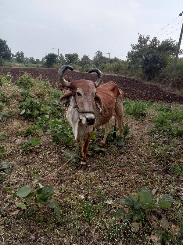 ડાબી બાજુ હાલતો...