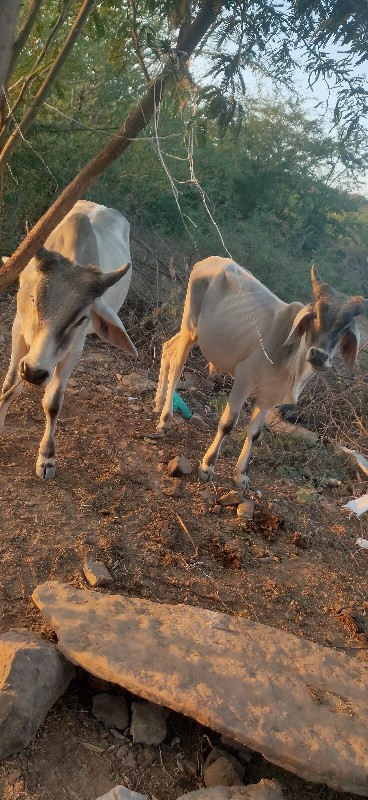 વઢીયારા  વેચવાન...