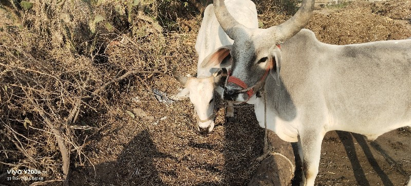 ગોઢલા વેચવાના છ...