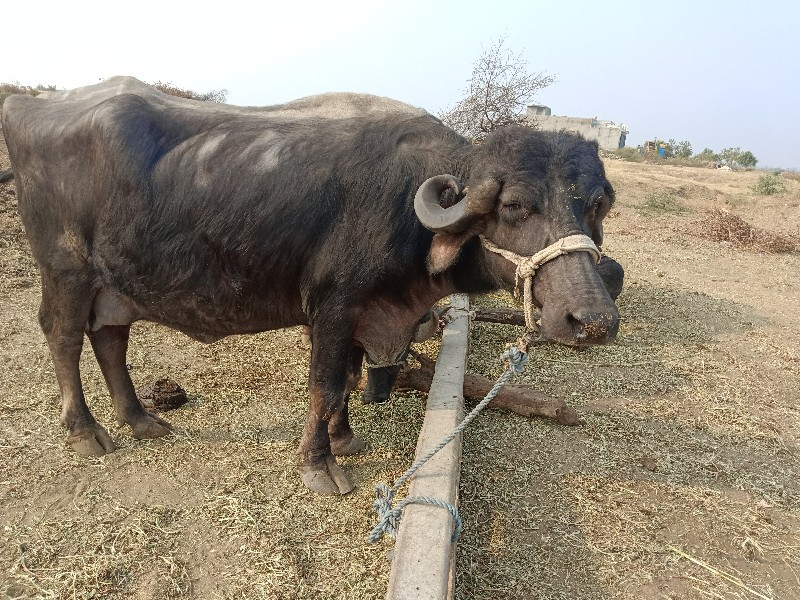 ભેસ વેશવાની છે