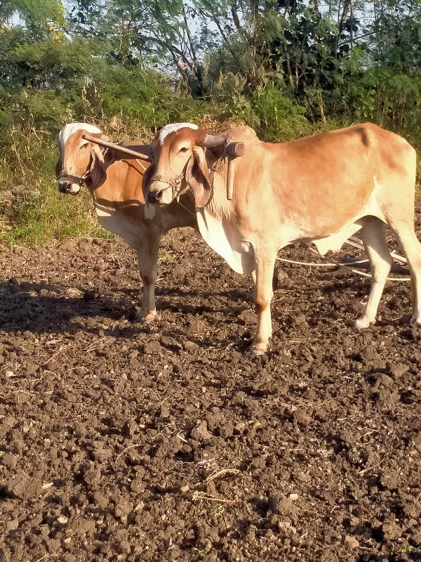 ગોધલા વેસવાનાસે