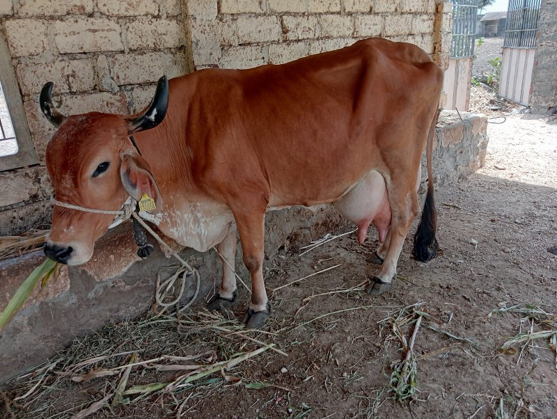 ગાય વેચવાની છે