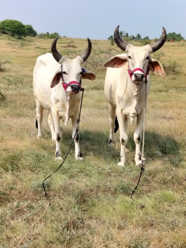 વડિયારા ગોધલા વ...