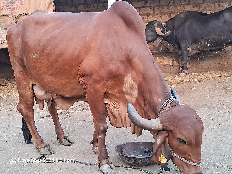 ગીર ગાય