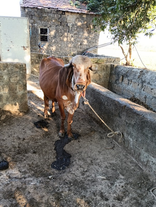 આ ગાય વેચવાની છ...