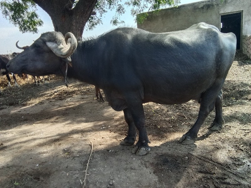 ભેંશ વેચવાની છે