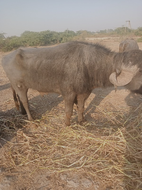 પાડો