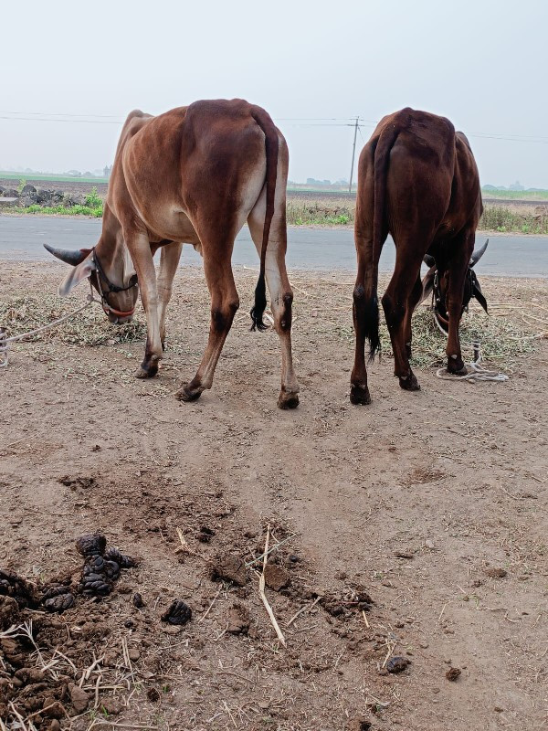 દોઢ બે વર્ષના વ...