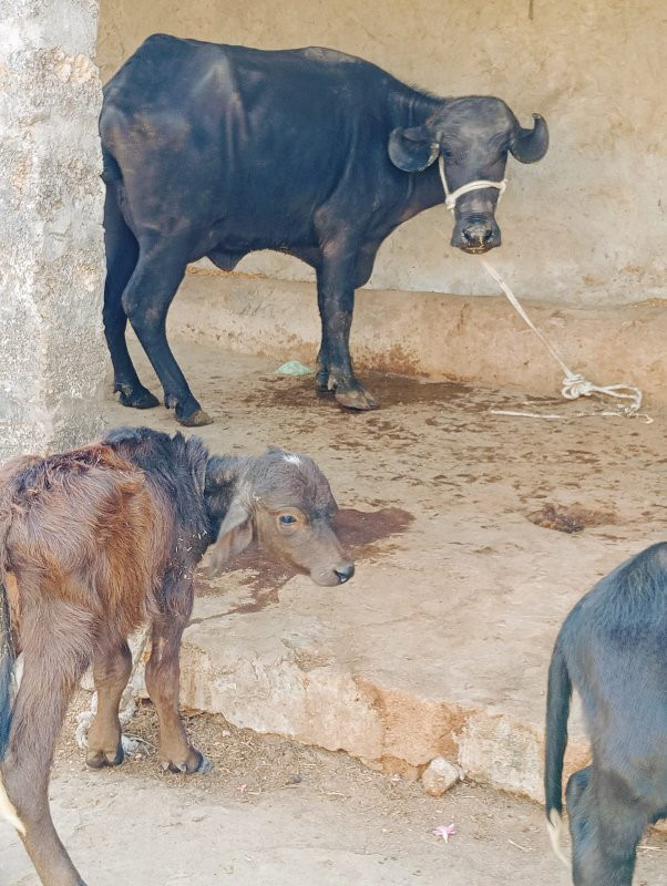 પેલું વેતરુ ખડી...