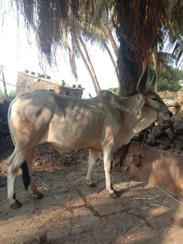 વઢિયારો બળદ