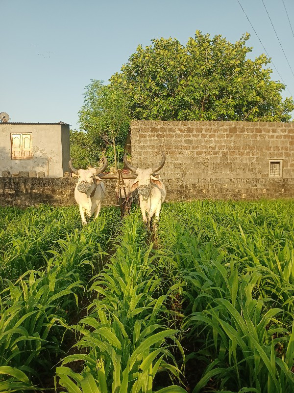 બળદ વેચવાના છે...