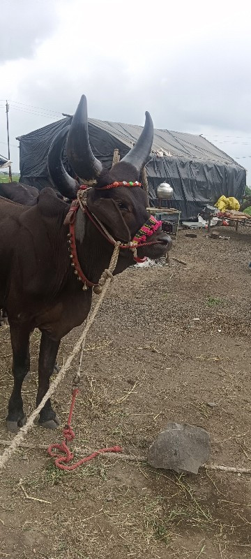 ઝાલા પુરા થાકી...