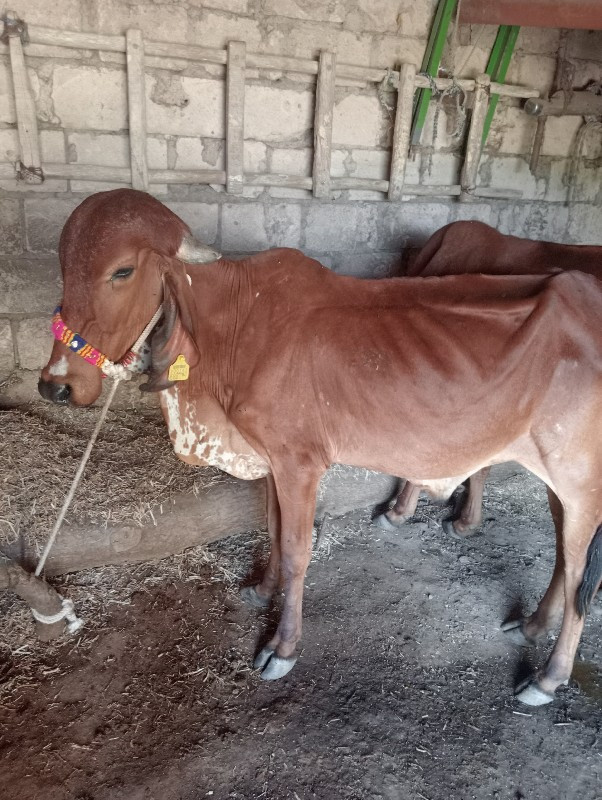 મફત દેવાનો છે