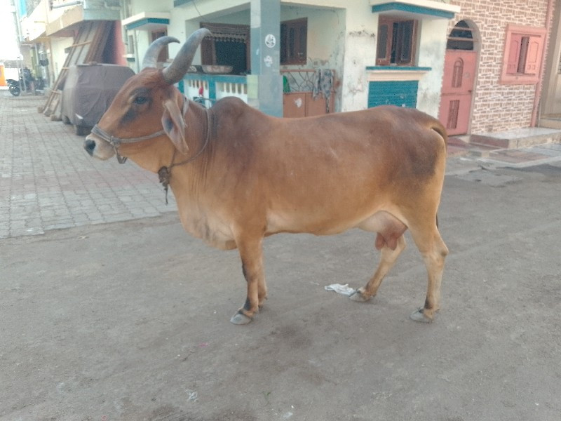 ગાય વેચવાની છે.