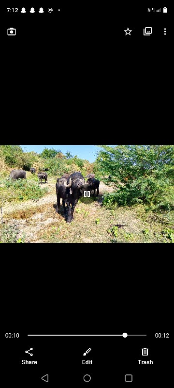 પાડો વેચવા નો છ...