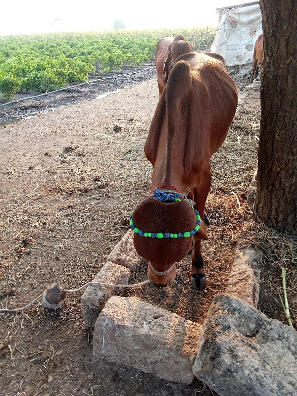 ગોઢલો વેચવાનો છ...