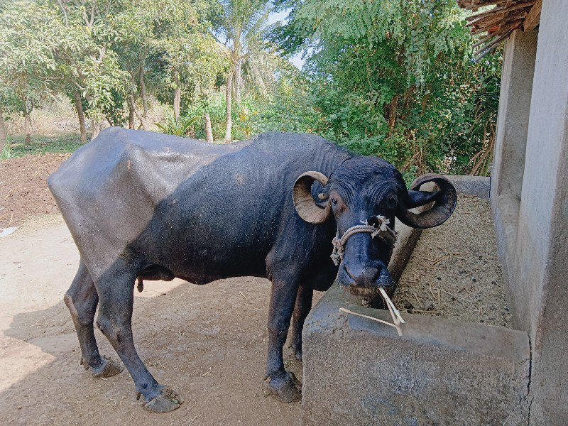 ભેંસ વેચવાની છે