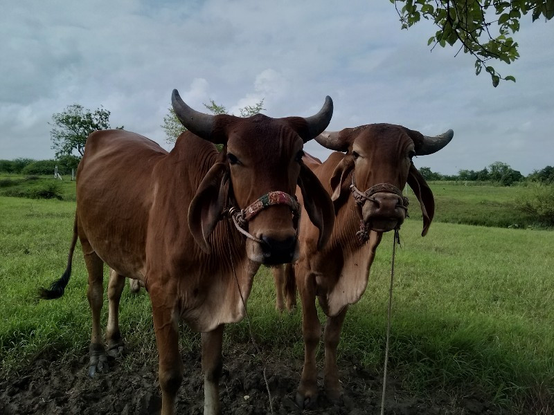 ગોઢલા વેસવા ના...