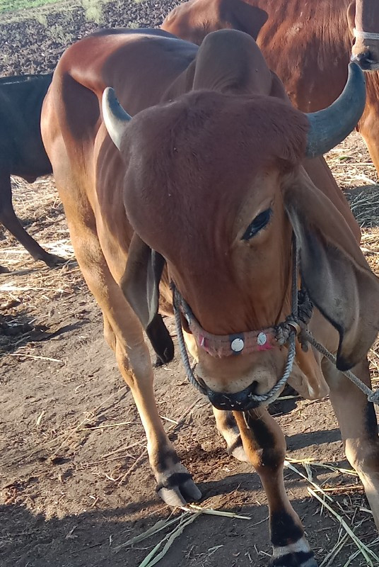 ગોઠલો વેશવા નો...