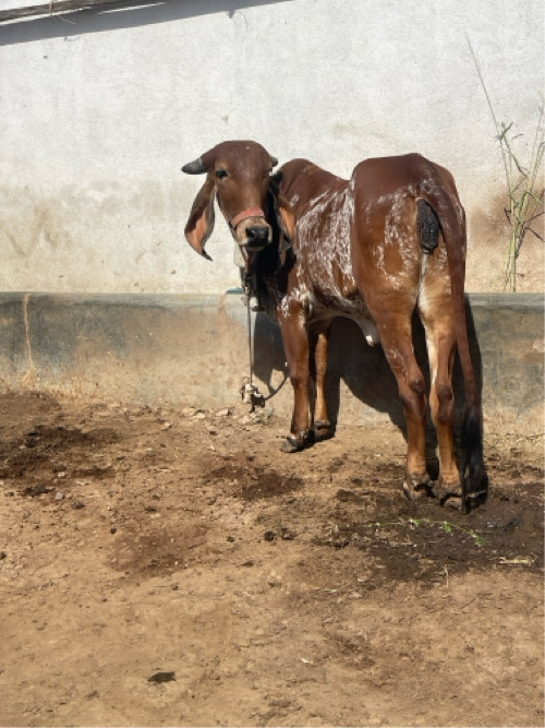 હોળકી વેચવાની છ...