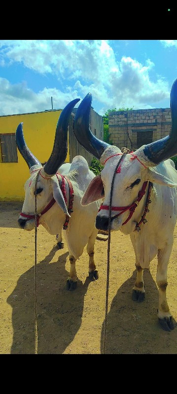 બર્ધુ વેચવાના છ...