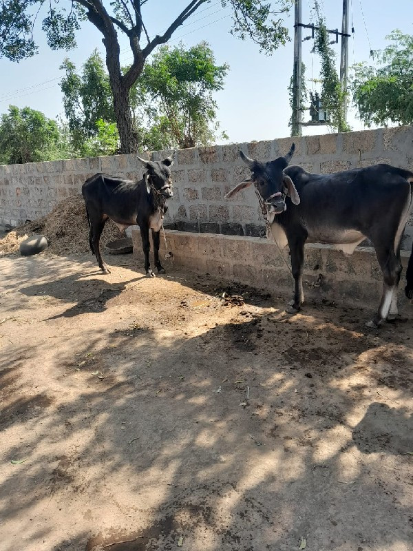 ગોઢલા વેચવાના છ...