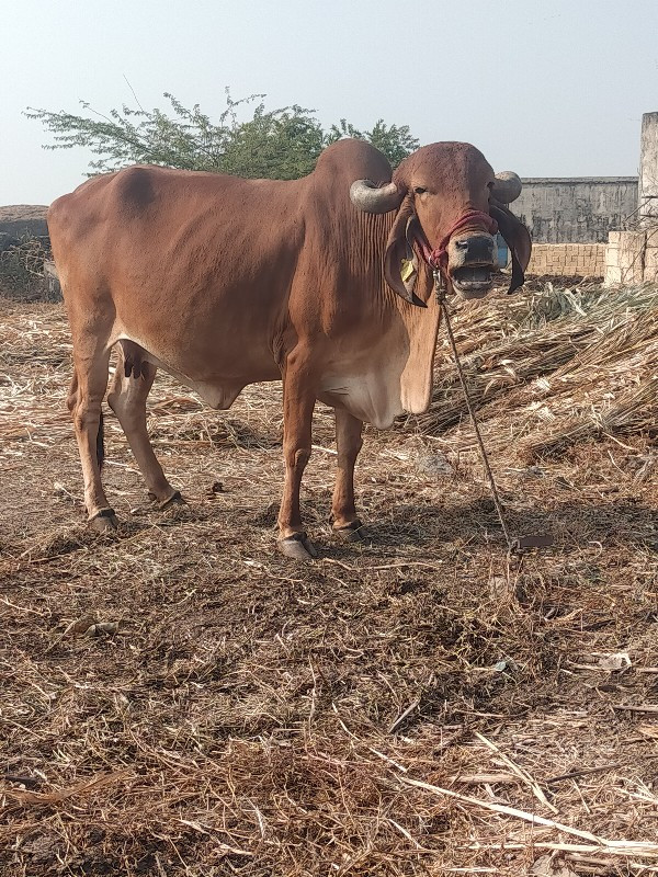 3 વેતર