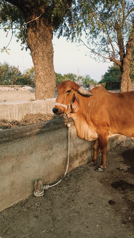 ઓરીજનલ ગીર ગાય...