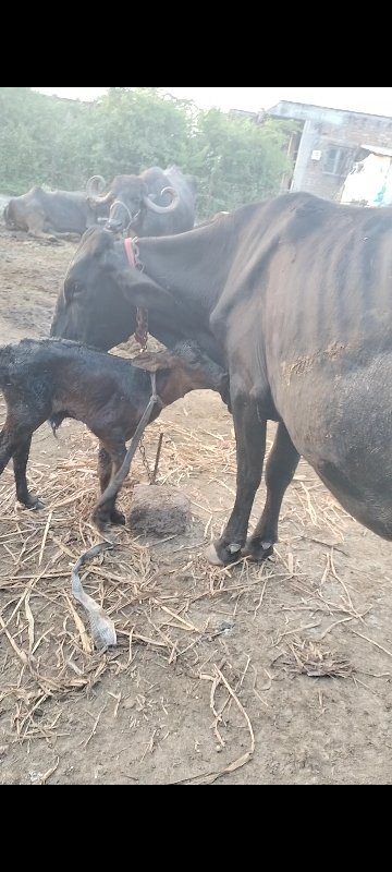 ગીર ક્રોસ હોડકી...