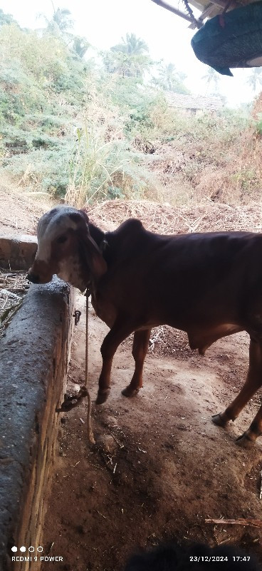 વાસડો  દેવાનો છ...