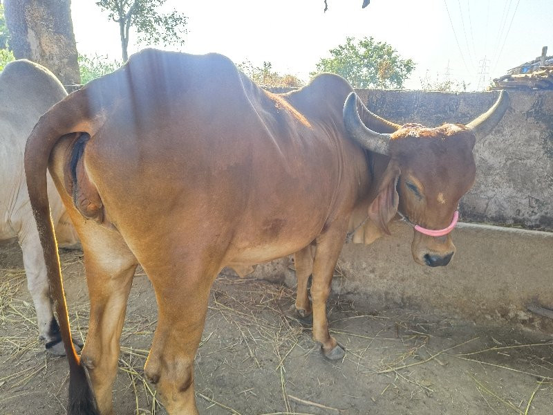 ગાય - ગીર