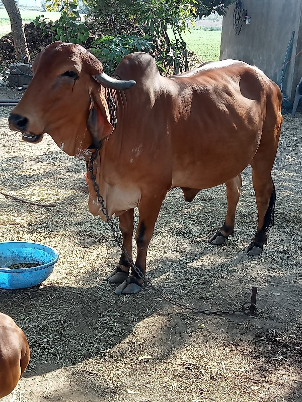 ગાય વેચવાની છે