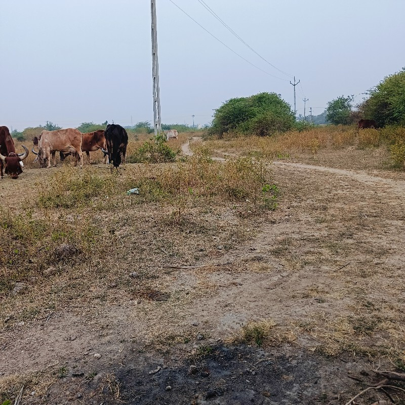 ગાયો વેસ વાનીસે