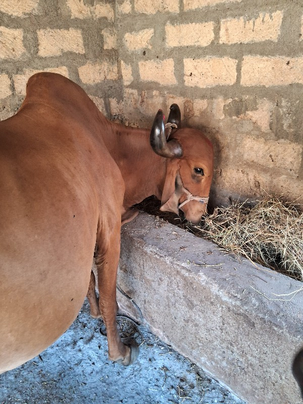 ગાયવશવાનીછે