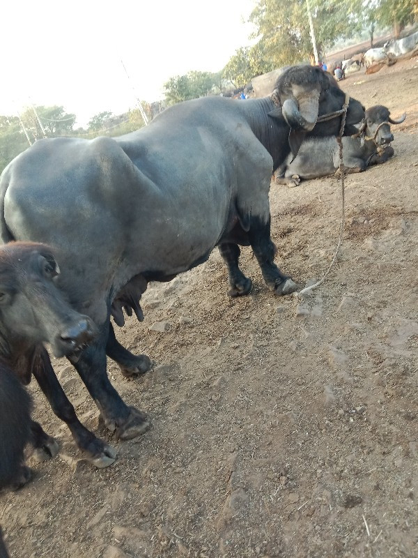 ભેસવેસવાનીસેવેત...