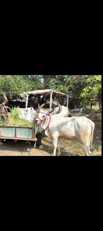 આ ગોઢલો વેચવાનો...