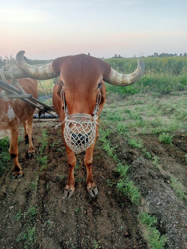 બળદ વેસવા ના છે